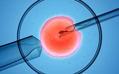 9. The Different Immediate Steps After Egg Aspiration